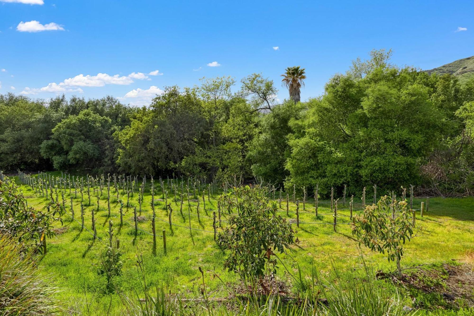 Grapevine By Avantstay Secluded 5Br Villa 4 Acres Of Vineyards Avo Groves Temecula Zewnętrze zdjęcie